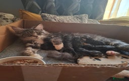 Maine Coon cats for sale: Xxl pure mainecoons  - Image 11