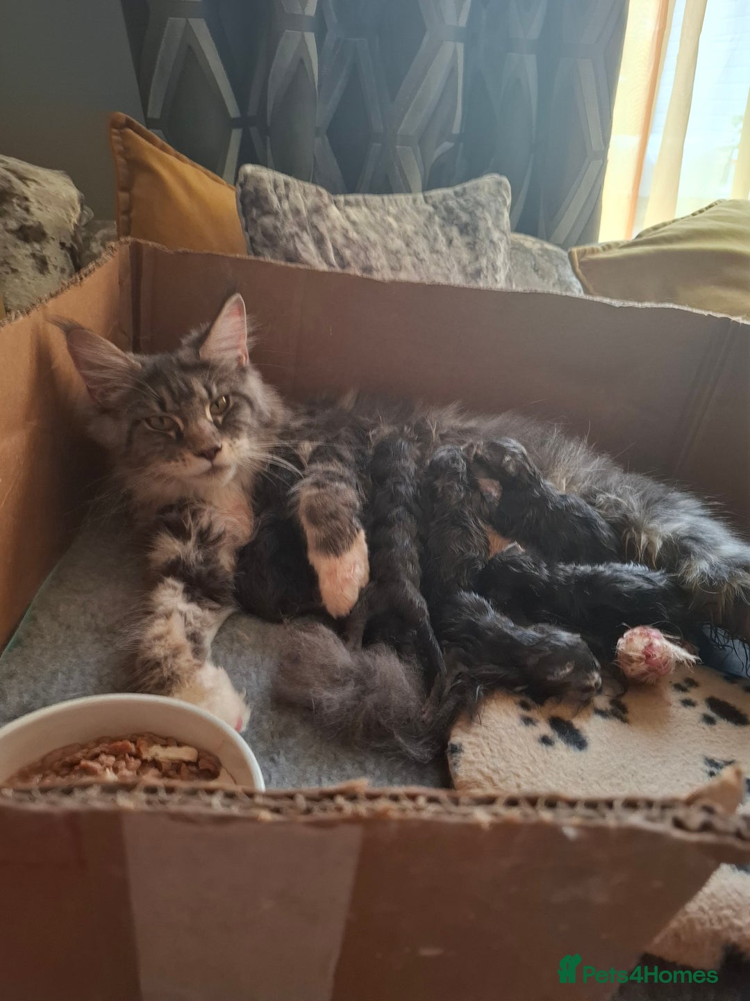 Maine Coon cats for sale: Xxl pure mainecoons  - Image 11