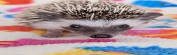 Pygmy Hedgehog rodents for sale: Reduced!!! 3 Stunning Females. Ready Now!!!! - Advert 5