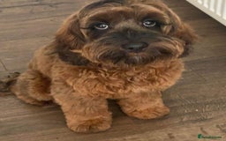 Cockapoo dogs for sale: Beautiful F3 cockapoo puppies 🩷🩷🩷💙 - Image 6