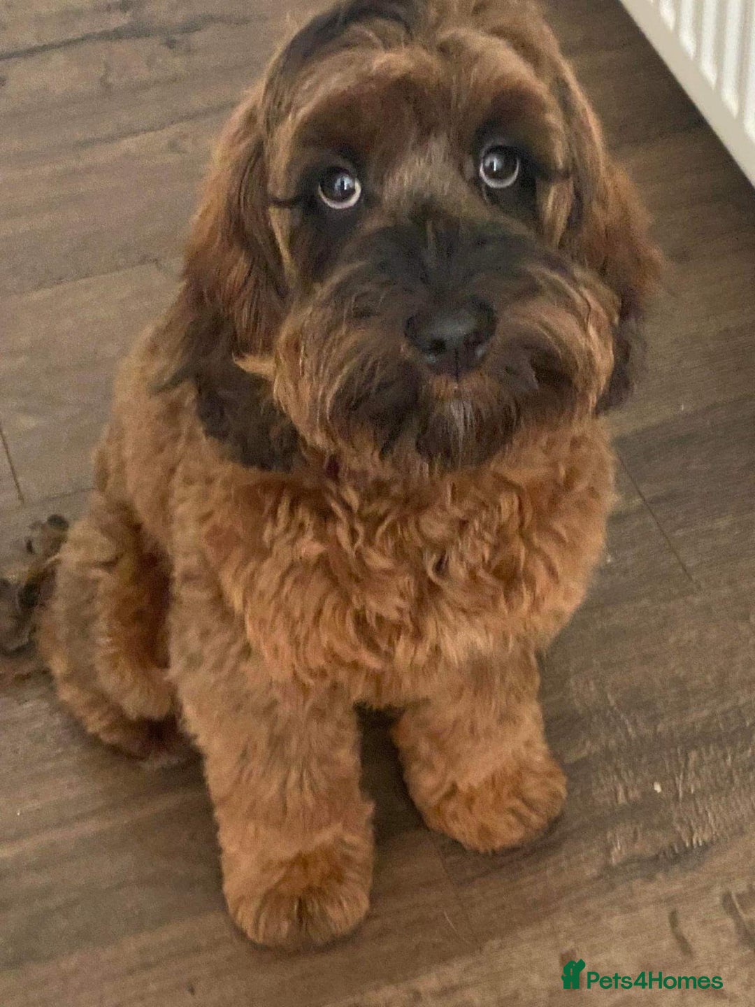 Cockapoo dogs for sale: Beautiful F3 cockapoo puppies 🩷🩷🩷💙 - Image 6