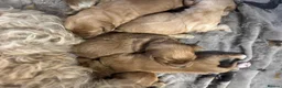 Cockapoo dogs for sale: 🧬 Gorgeous Cockapoo Puppies 🧬 Health Tested - Advert 7
