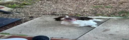 English Springer Spaniel dogs for sale: English Springer Spaniel in Selby - Advert 3