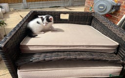 Mixed Breed cats for sale: Mixed fluffy kittens  - Image 8