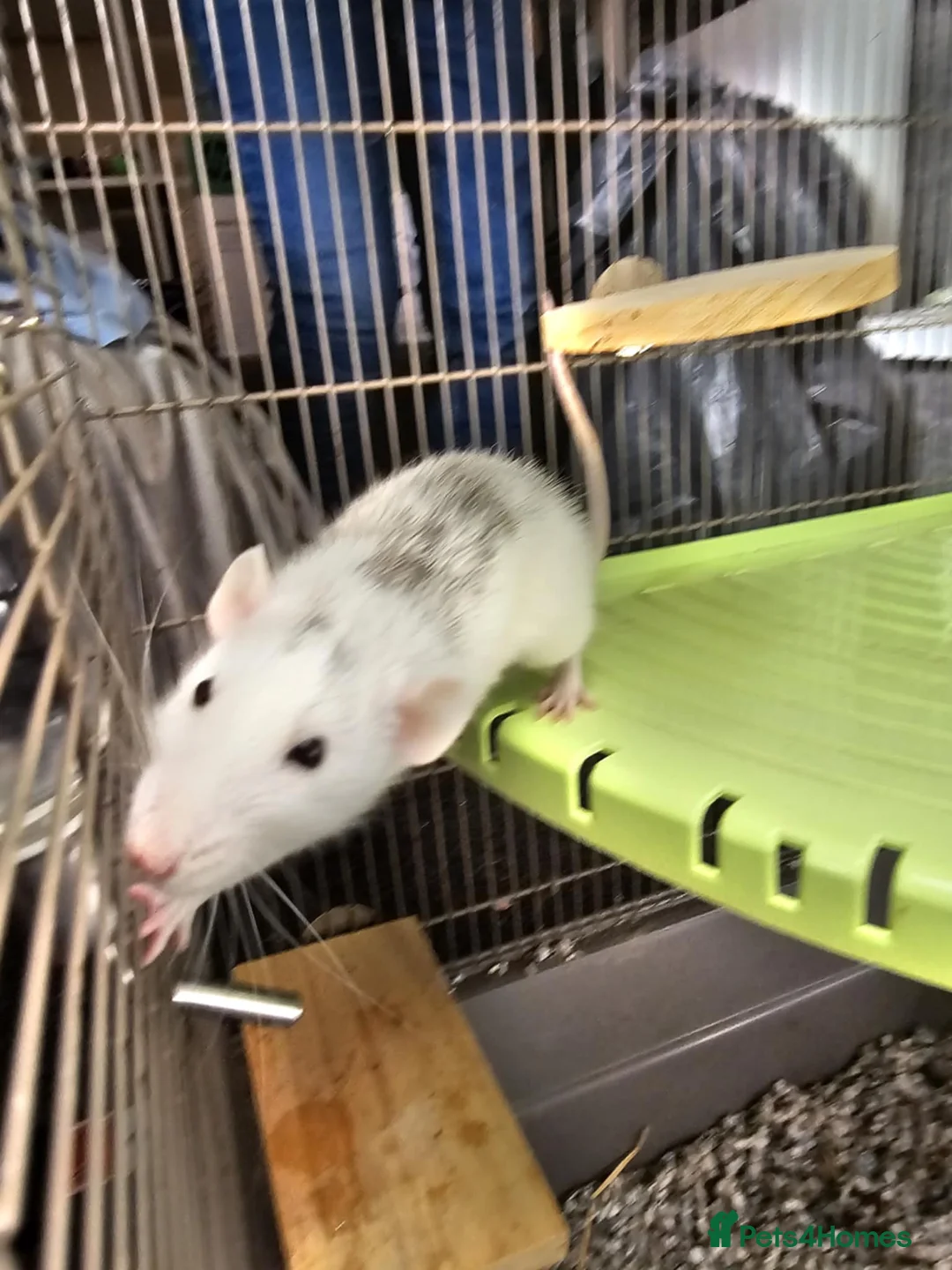 Rat rodents for sale: 3 Female rats - Advert 4