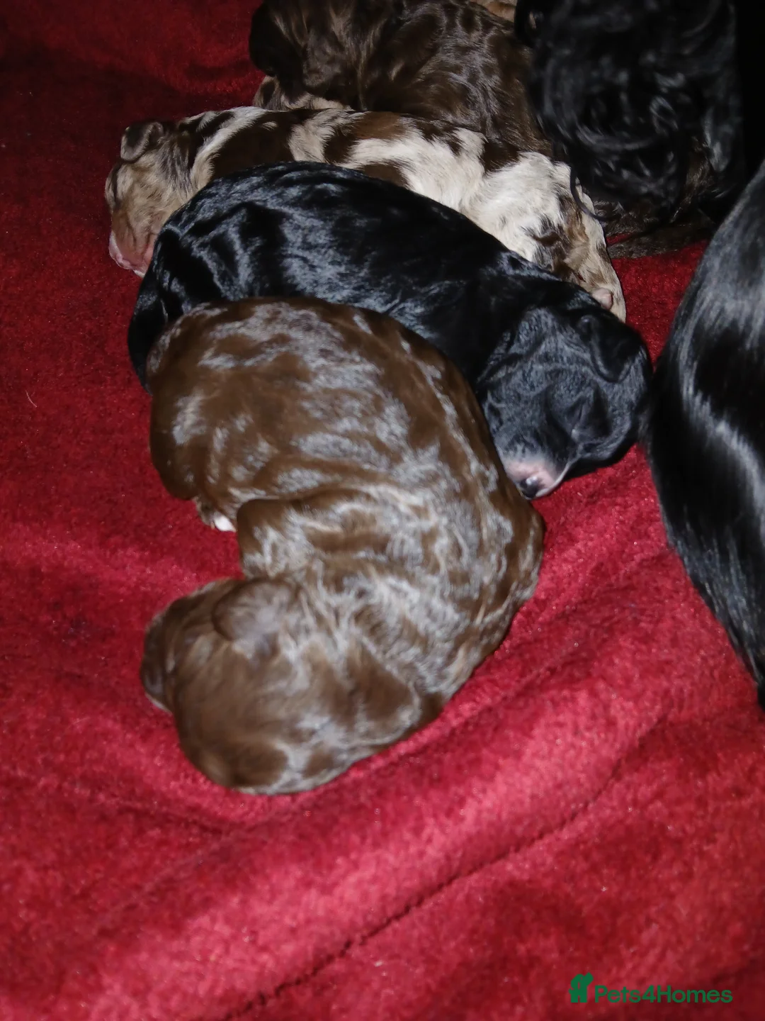 Cockapoo dogs for sale: F1 miniature cockapoos available 16th feb - Advert 7