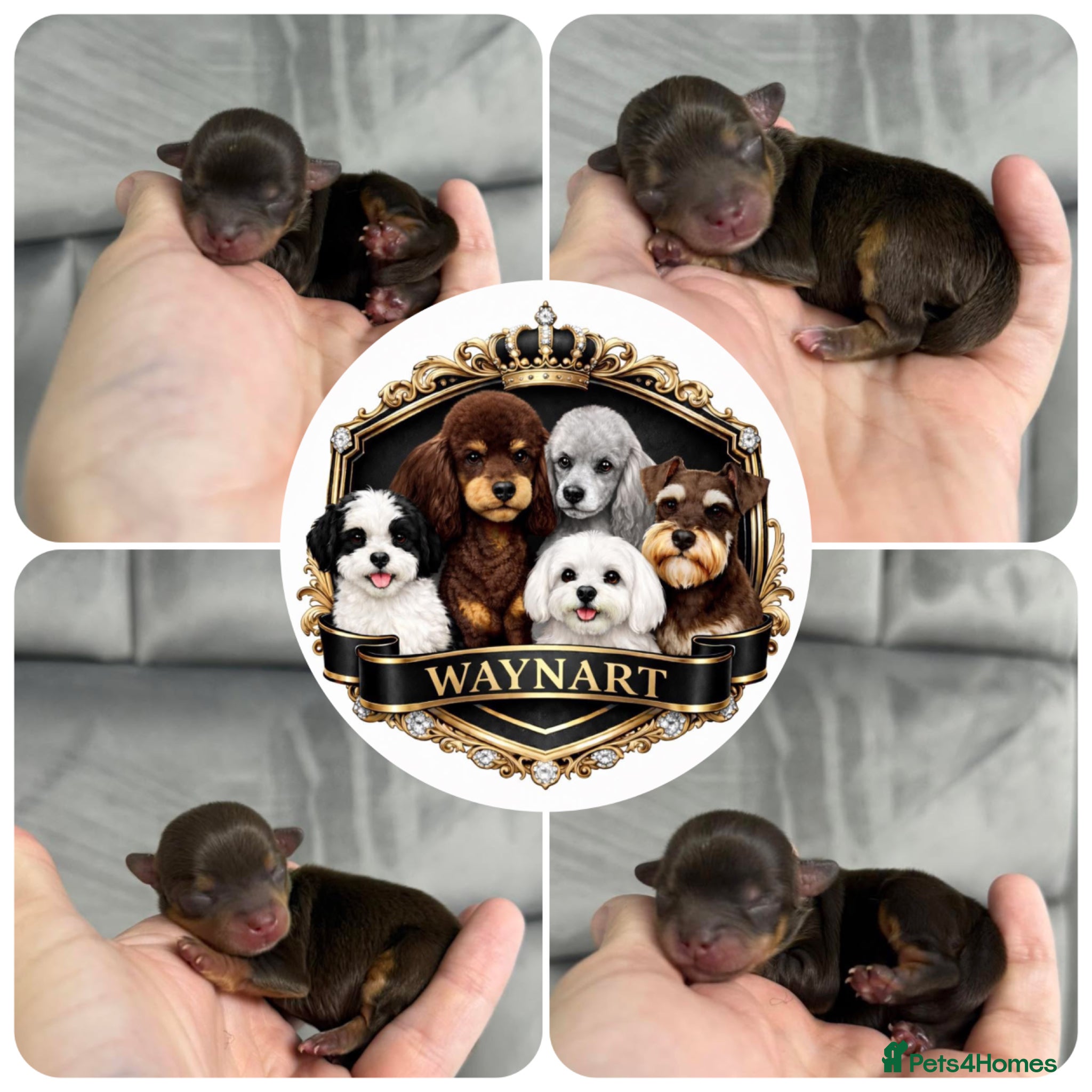 Chipoo dogs 💎 EXQUISITE TINY CHIPOO PUPPIES AVAILABLE 💎  - Advert 1