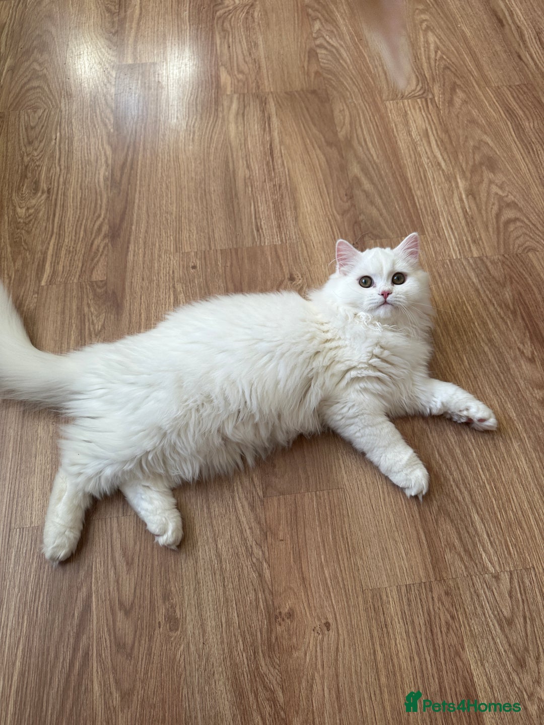 British Shorthair cats for sale: Gorgeous British Longhair & Shorthair Kittens - Advert 8