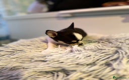 Chihuahua dogs for sale: Chihuahua  - Image 14