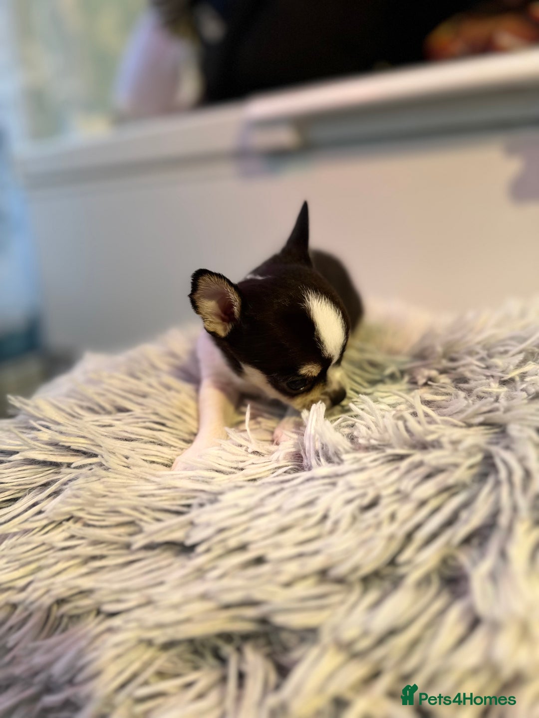 Chihuahua dogs for sale: Chihuahua  - Image 14