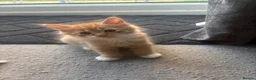 Mixed Breed cats for sale: Ginger and White kittens - Advert 4