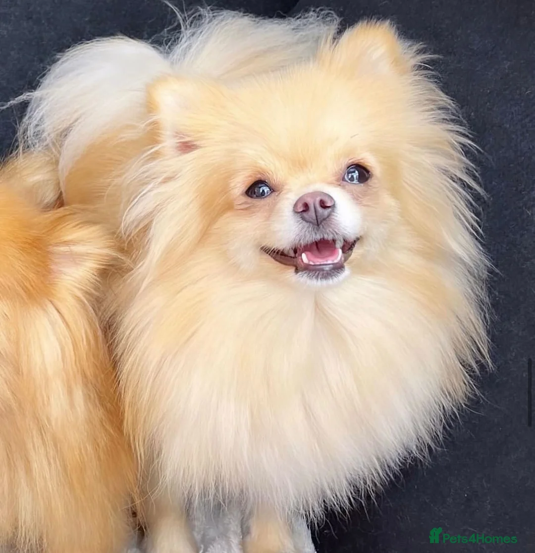 Pomeranian dogs for sale: RUSSIAN CHAMPION KC FEMALE POMERANIAN  - Advert 2