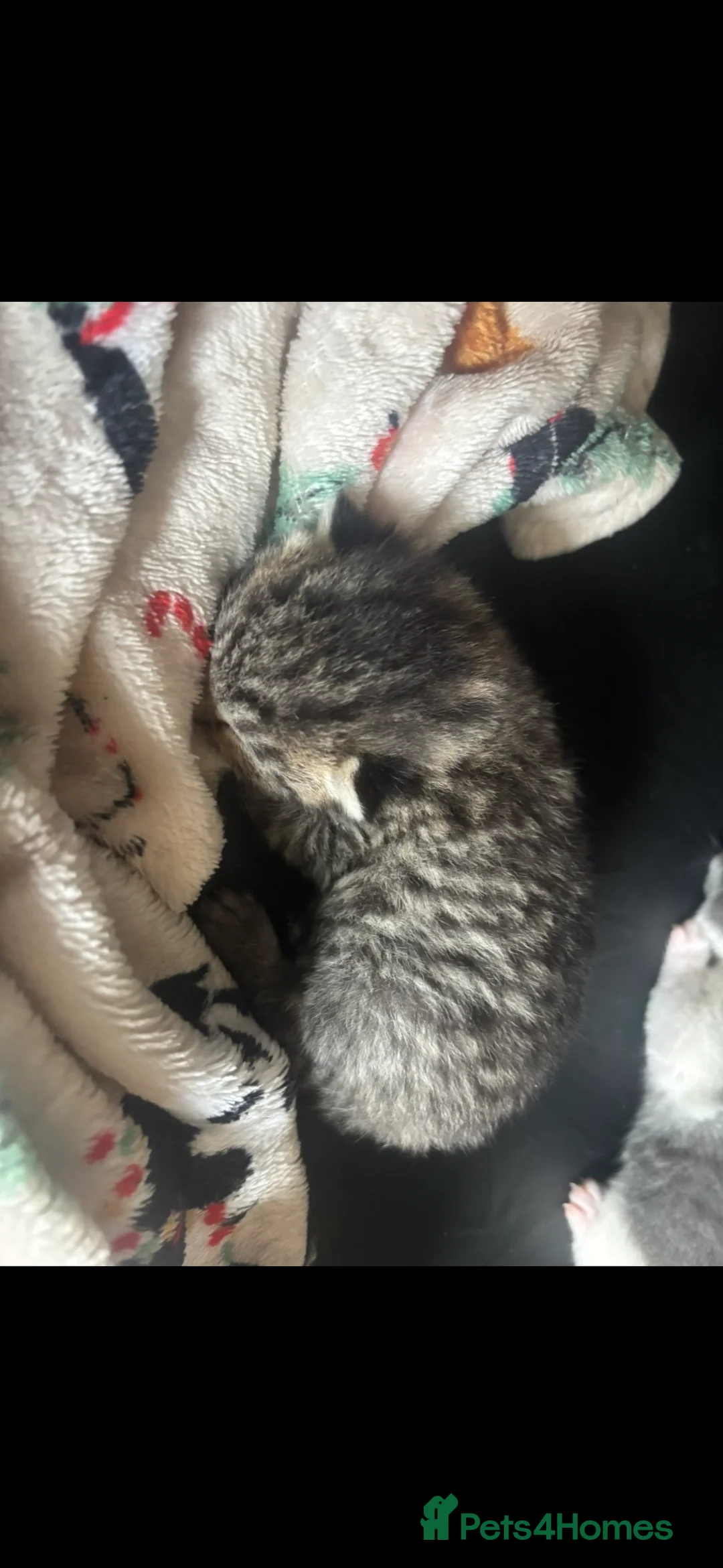 Mixed Breed cats for sale: 4 beautiful kittens. 3 boys 1 girl  in Norwich - Advert 2