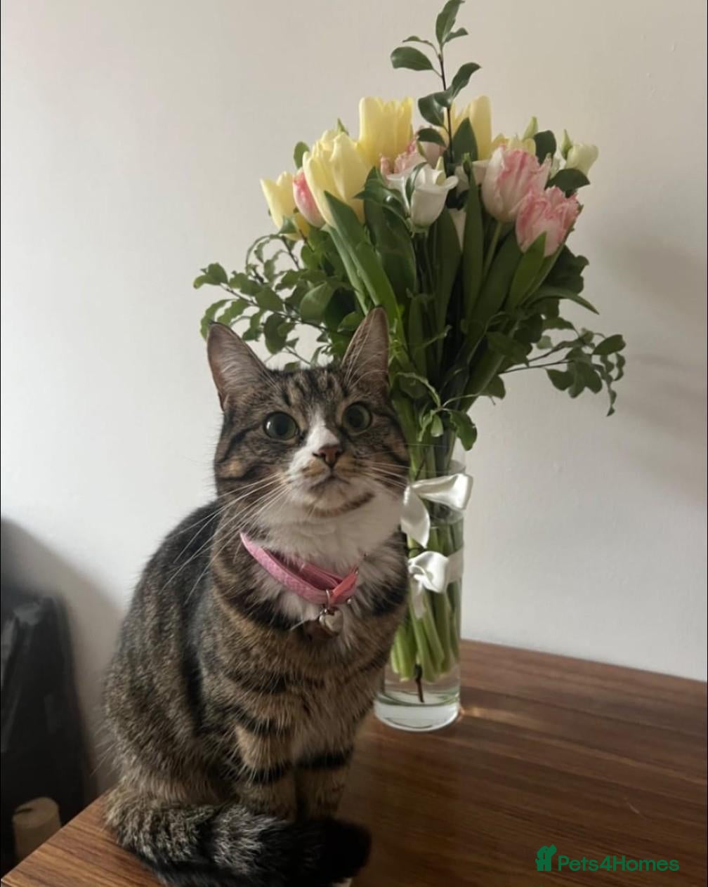 Domestic Shorthair cats Sakura 🌸 - Advert 5