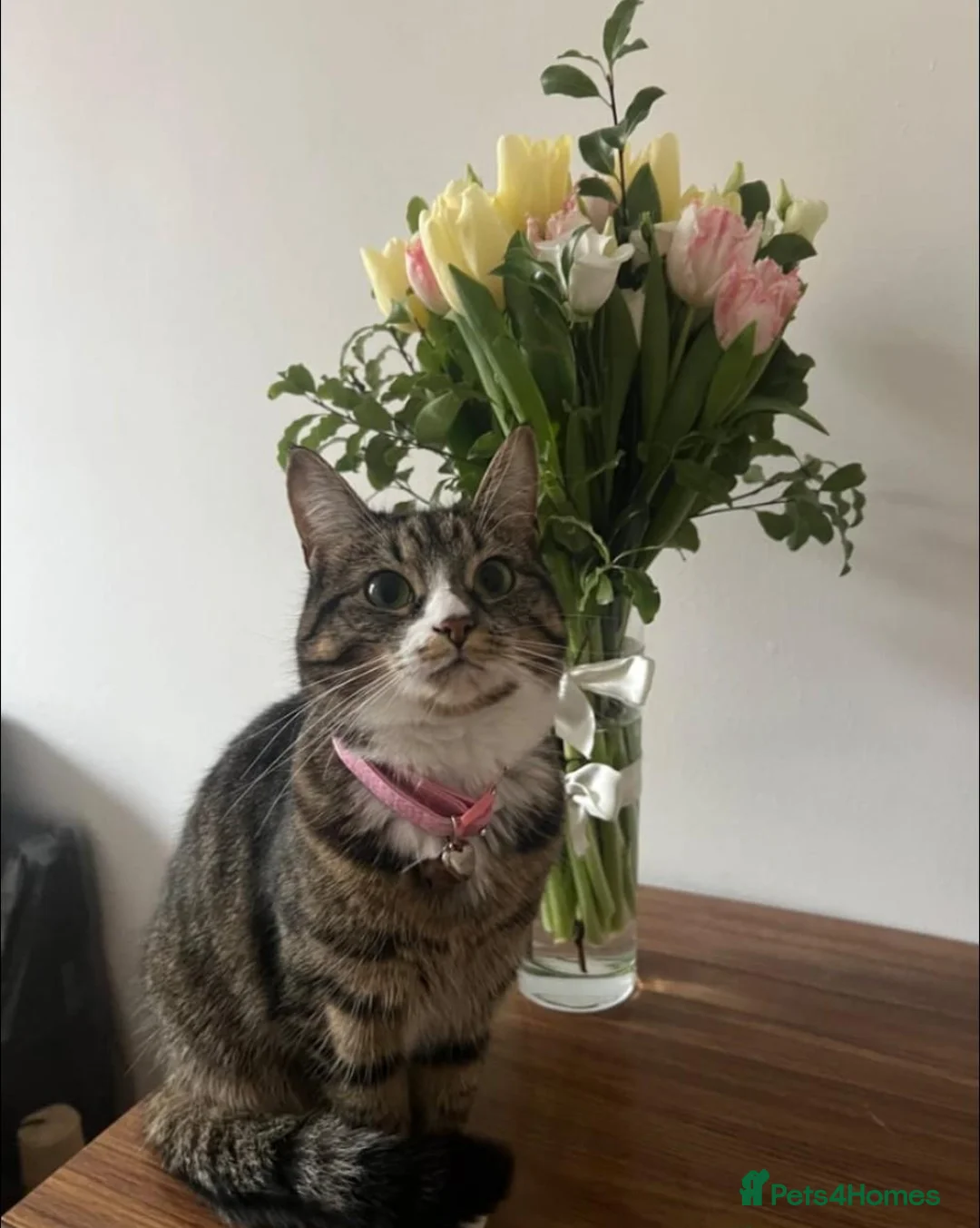 Domestic Shorthair cats for sale: Sakura 🌸 - Advert 1