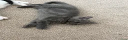 Mixed Breed cats for sale: 2x Beautiful Kittens - Advert 3