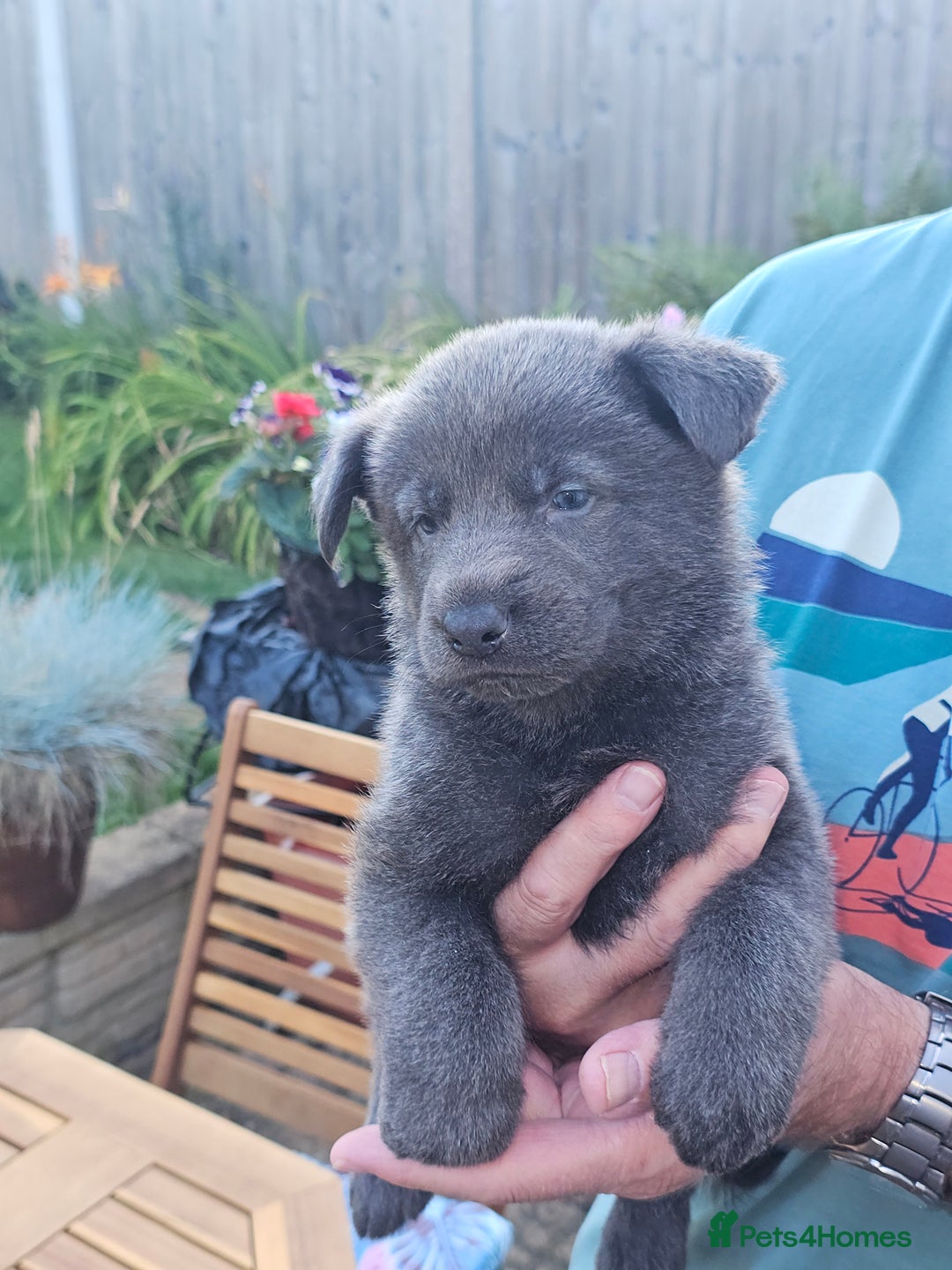 German Shepherd dogs for sale: Blue German shepherds for sale - Image 3