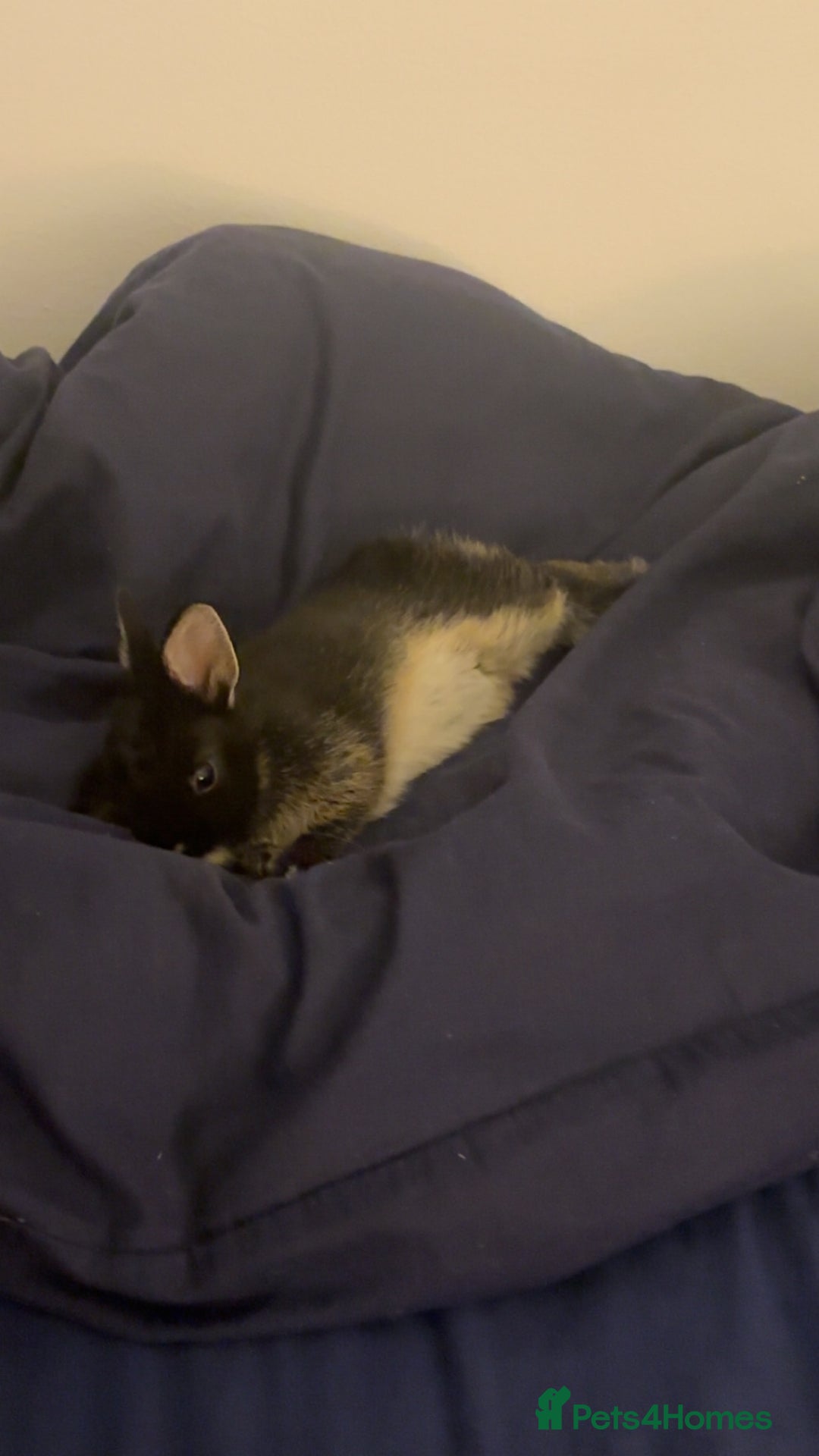 Netherland Dwarf rabbits for sale: Moo Netherland Dwarf Rabbit  - Advert 3