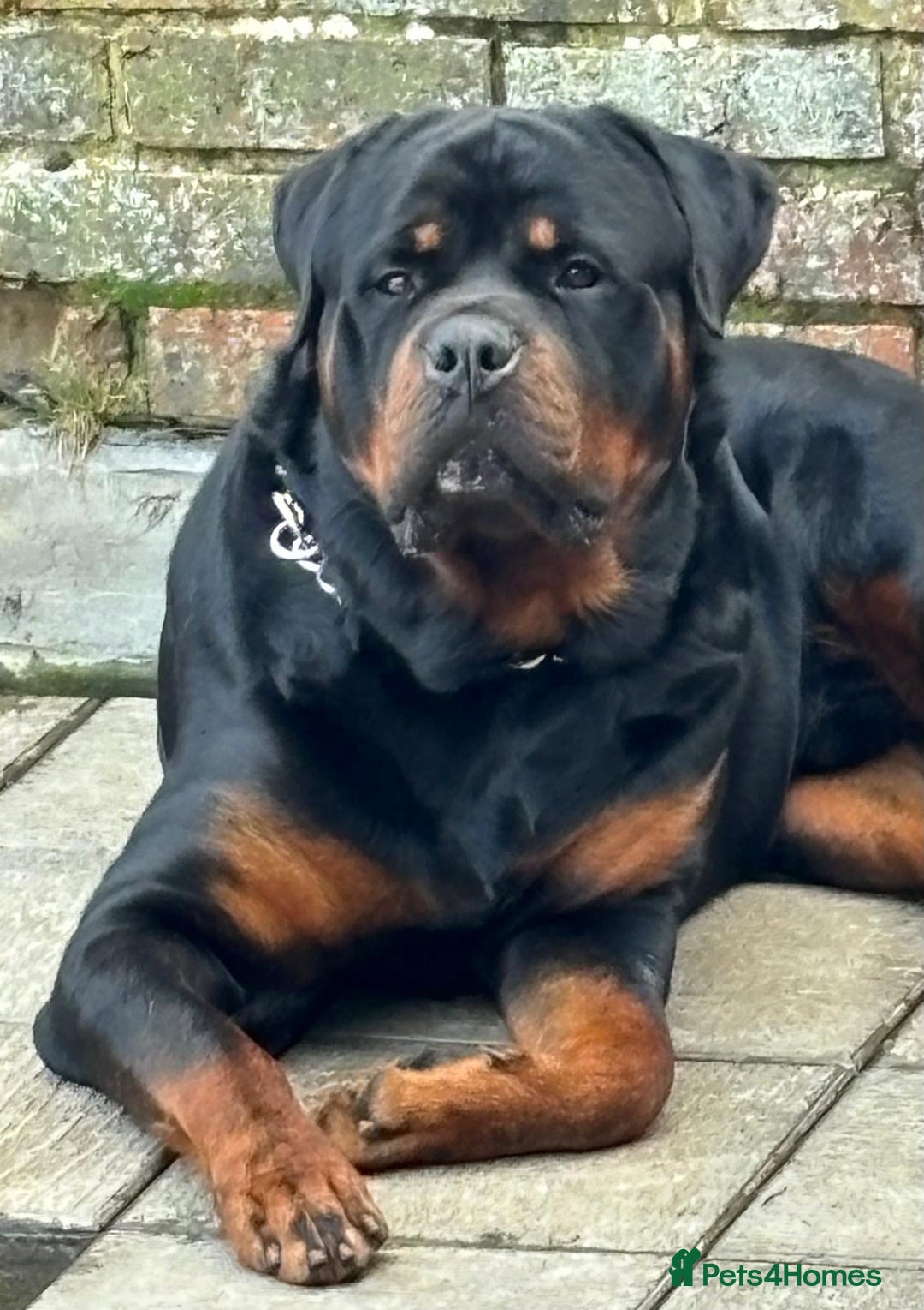 Rottweiler dogs for stud: Rottweiler for stud  - Advert 2