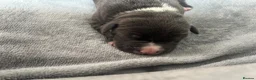 American Bull Staffy dogs for sale: Staffy pups - Advert 6