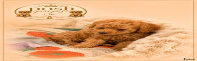 Toy Poodle 2