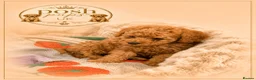 Toy Poodle dogs for sale: 🐾meet Tallulah‘s beautiful litterof3 girlsand1boy - Advert 7
