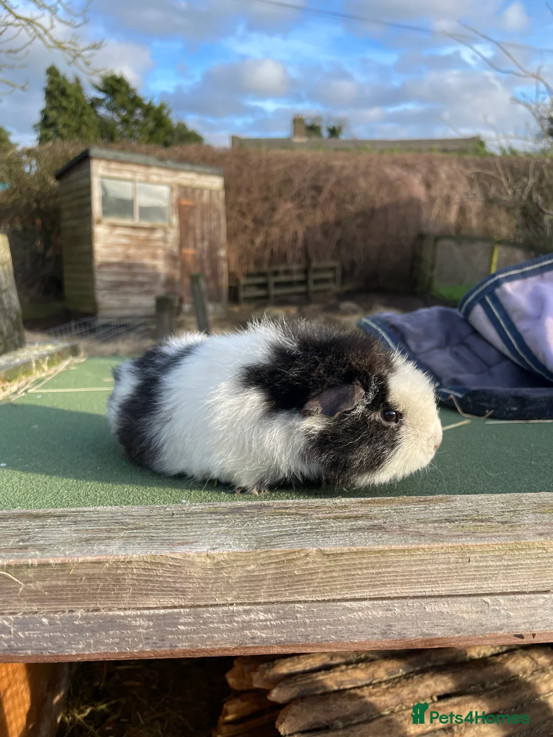 Guinea Pig rodents for sale: Girl guinea pigs looking for a loving home  - Advert 4
