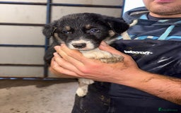 Border Collie dogs for sale: 🐾 Beautiful Collie Puppies 🐾 - Image 5