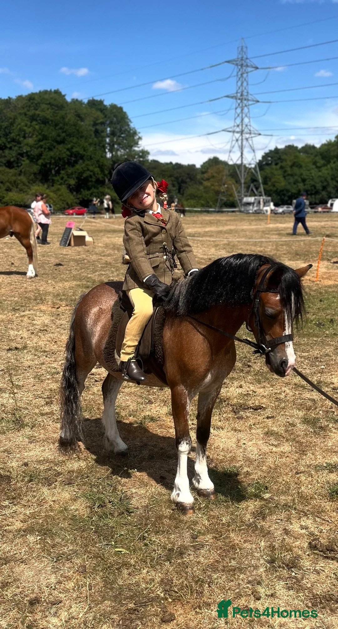 Welsh Section A horses for sale: Stunning registered Welsh section a gelding - Advert 2