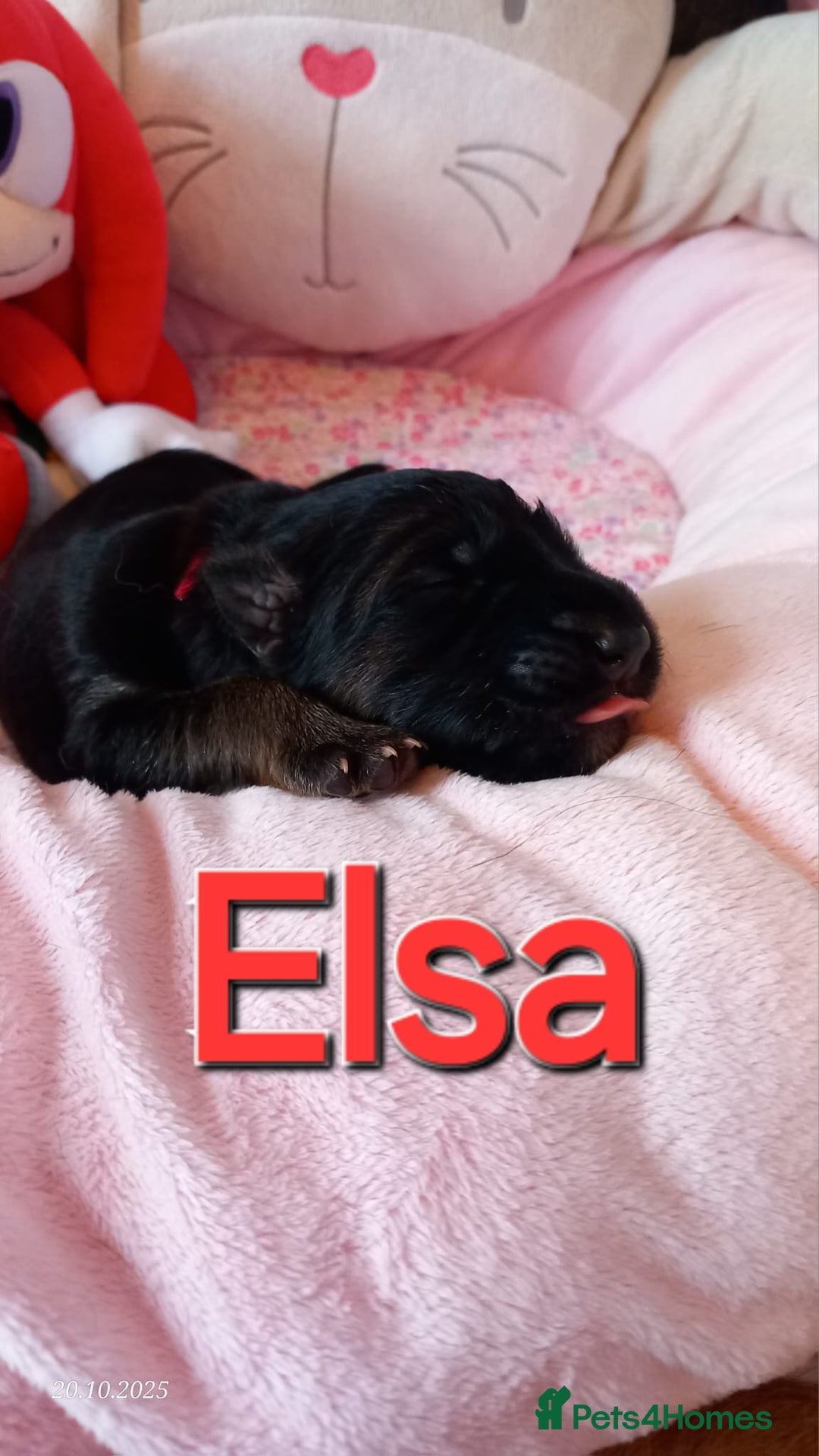 German Shepherd dogs for sale: Excellent Long-Haired German Shepherd Puppies-KC - Image 15