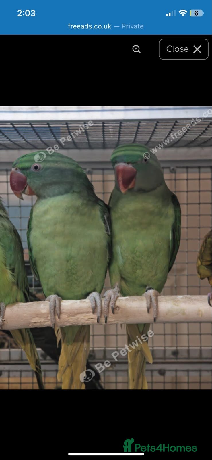 Parrots birds Stunning Parrots/Parakeets/Amazons  - Advert 1