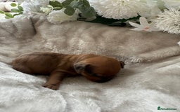 Miniature Dachshund dogs for sale: ⭐️Beautiful litter Of Rainbow Dachshund Puppies⭐️ - Image 25