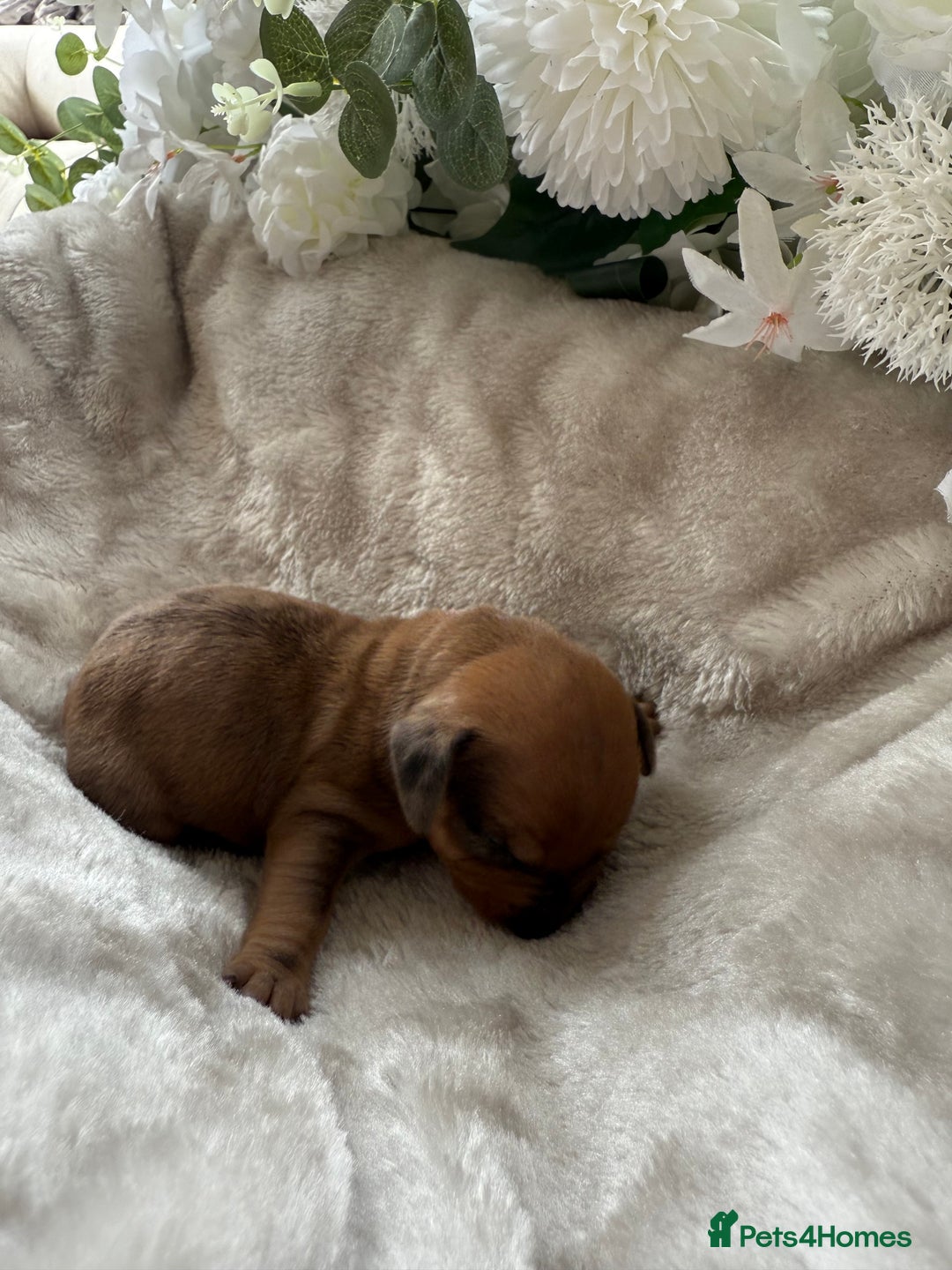 Miniature Dachshund dogs for sale: ⭐️Beautiful litter Of Rainbow Dachshund Puppies⭐️ - Image 25