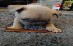 French Bulldog dogs for sale: Beautiful chunky French Bulldogs - Image 21