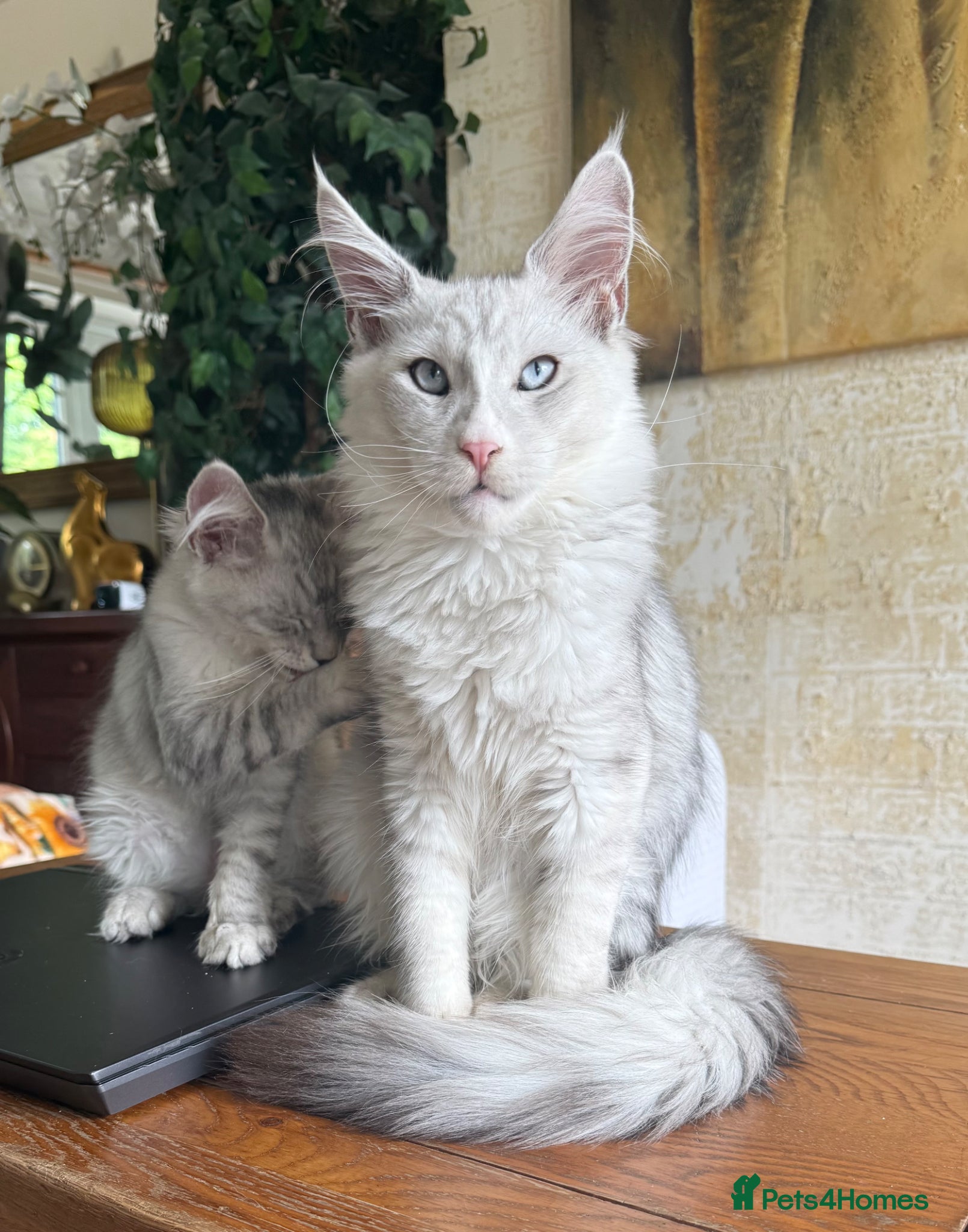 Maine Coon cats Shaded boy 💎💙 - Advert 2