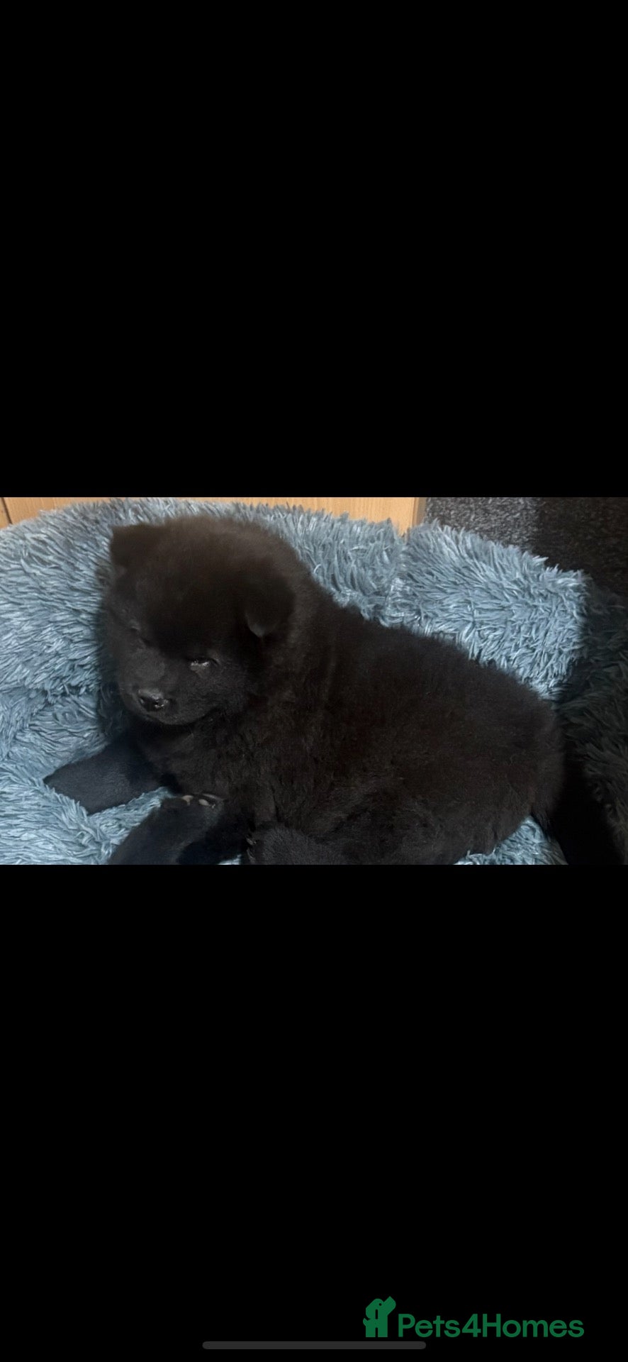 Chow Chow dogs for sale: Chow chow  - Advert 5