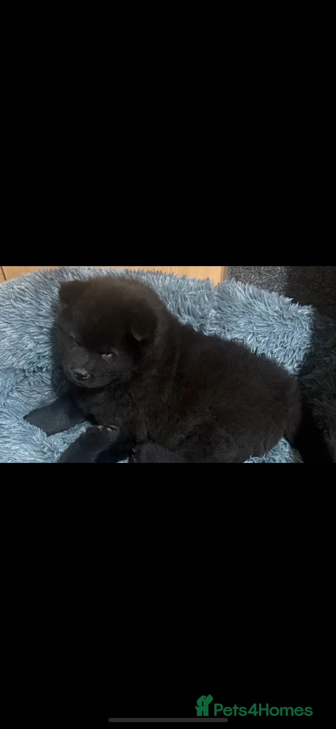 Chow Chow dogs for sale: Chow chow  in Liverpool - Advert 1