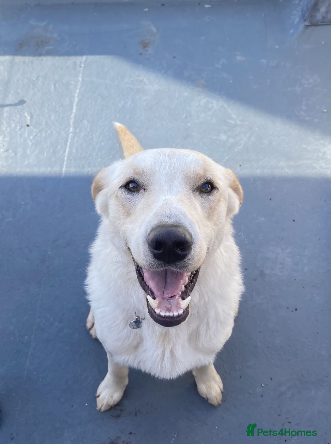 Borador dogs for sale: Bernie - Image 3