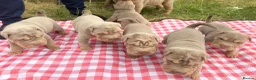 Shar Pei dogs for sale: KC REGISTERED RARE LILAC TAN SHAR-PEI - Advert 31