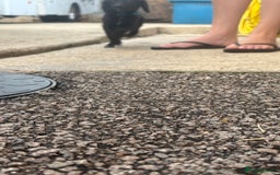 Cocker Spaniel dogs for sale: Gorgeous spaniel puppy’s   - Image 8