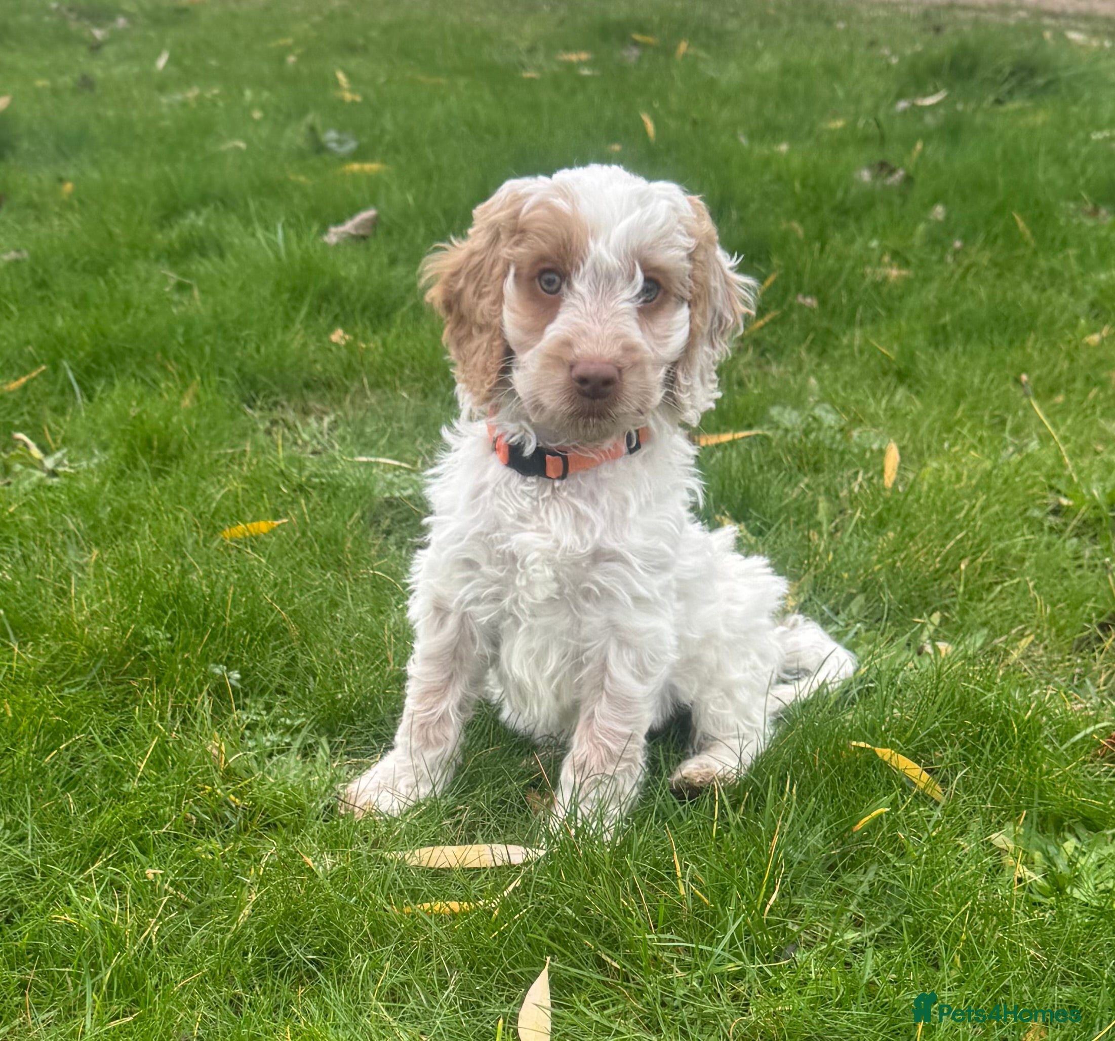 Cockapoo dogs Beautiful F1 Cockapoos ready now - Advert 16