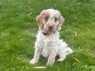 Cockapoo dogs Beautiful F1 Cockapoos ready now - Advert 12