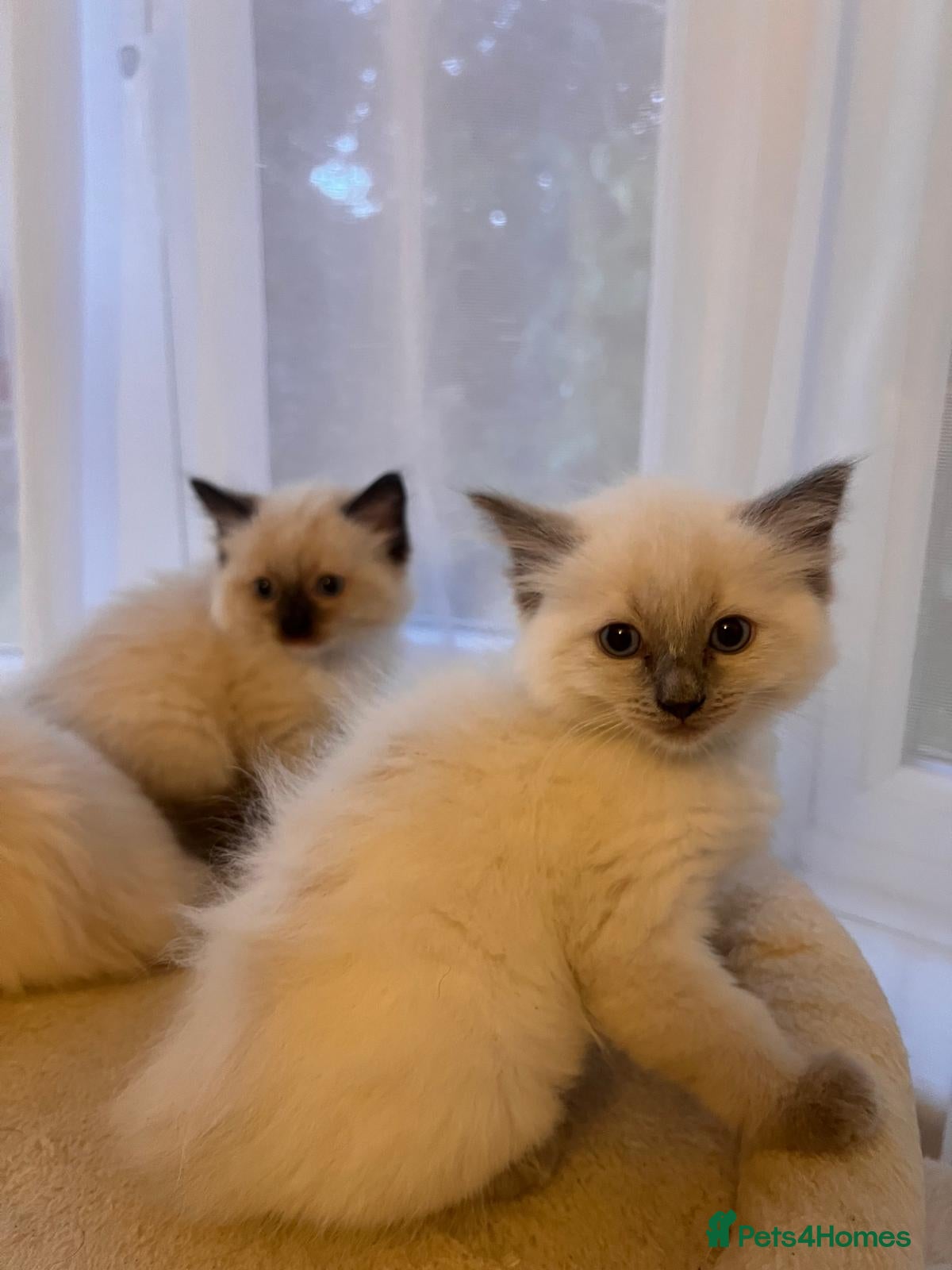 Ragdoll cats Adorable Pedigree Ragdoll Kittens For Sale - Advert 1