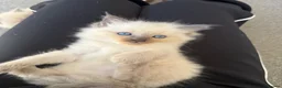 Ragdoll cats for sale: Blue Point Ragdoll Male Kittens in Wrexham - Advert 5