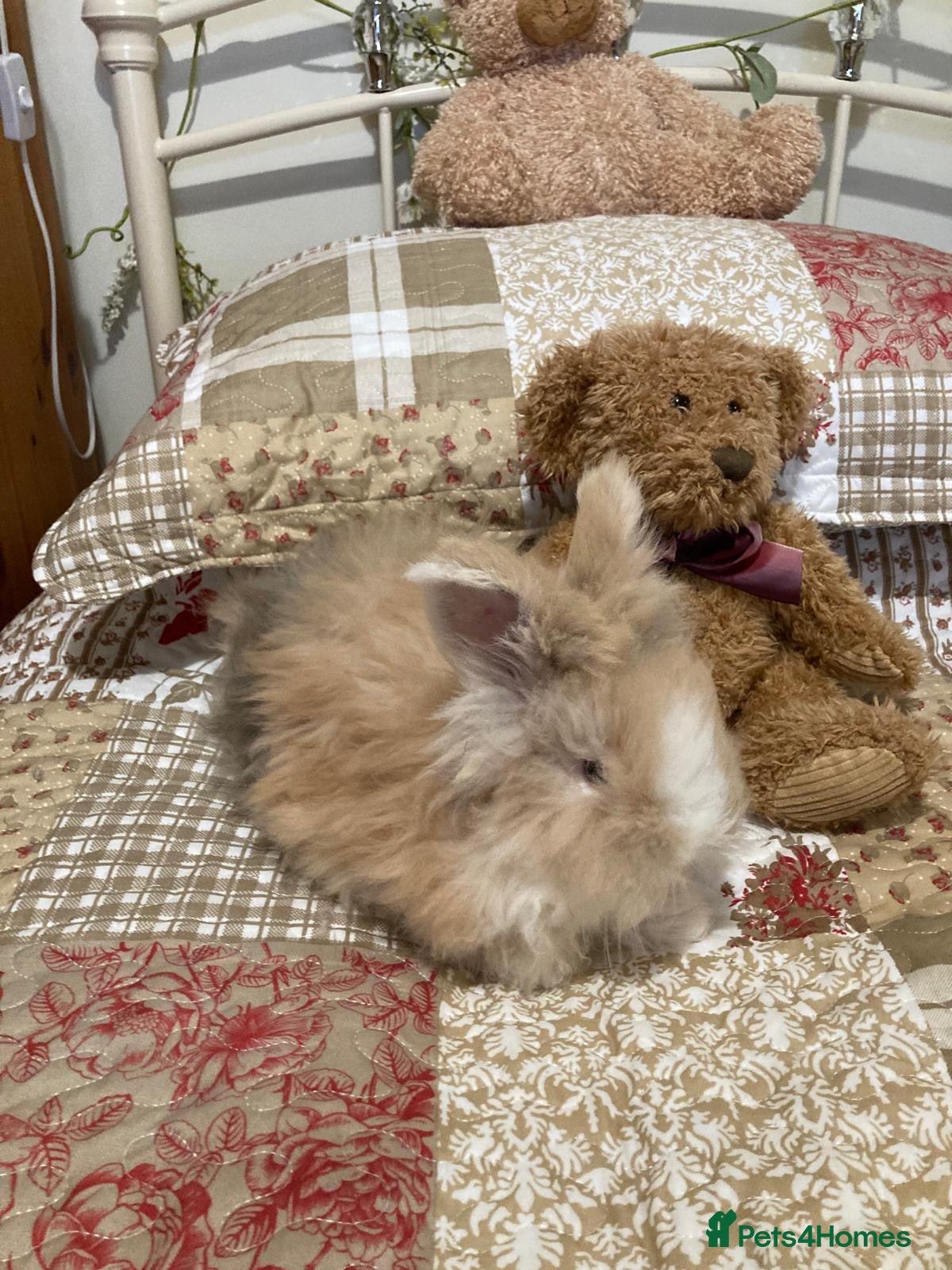 Angora rabbits Adorable angora babies - Advert 2