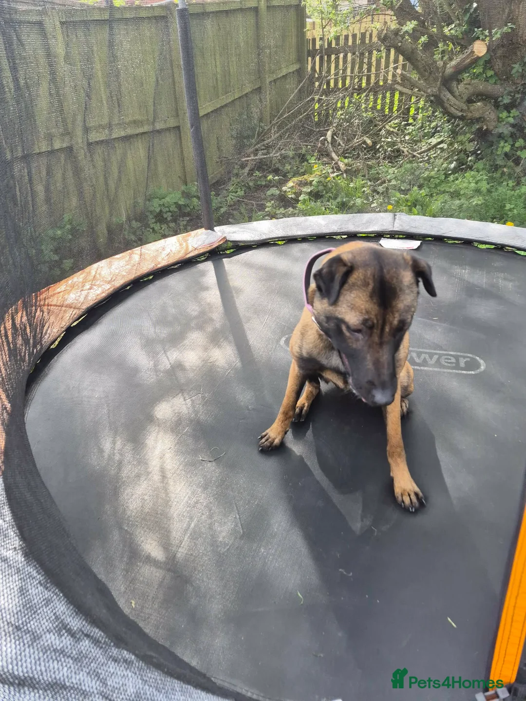 Mixed Breed dogs for sale: Luna  - Advert 6