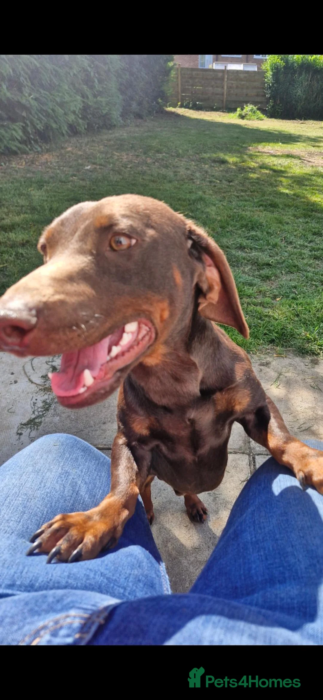 Dachshund dogs for sale: Rehoming Dachshund  in Malton - Advert 2