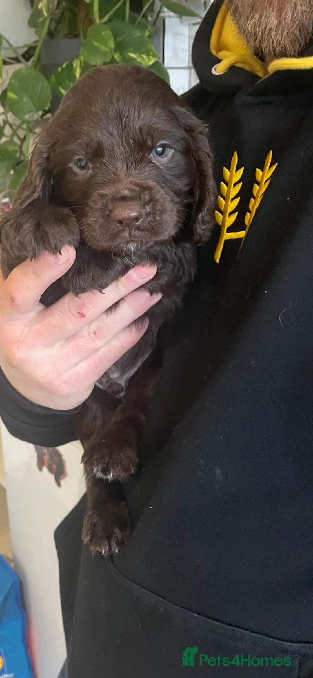 Sprocker dogs for sale: A beautiful litter docked Sprocker Spaniel puppies - Advert 2