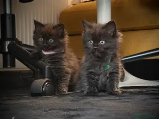 Ragcoon cats READY NOW!! 3 FEMALE RAGCOON KITTENS ❤️ - Advert 14