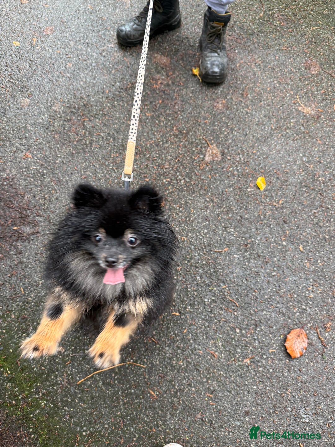 Pomeranian dogs for sale: Roxy the Pomeranian - Advert 5